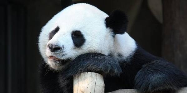 panda-obligasjon