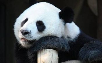 Panda-obligasjon